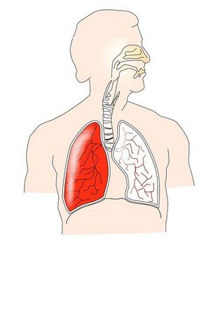 human lungs anatomy
