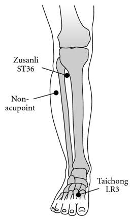 ST36 (Lower Leg)