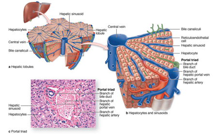 Liver function