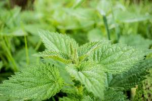 Cure infertility with Stinging nettle