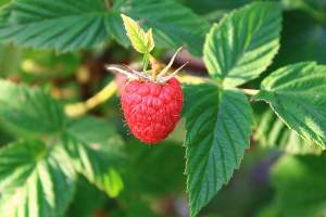 Raspberry leaves to treat infertility causes